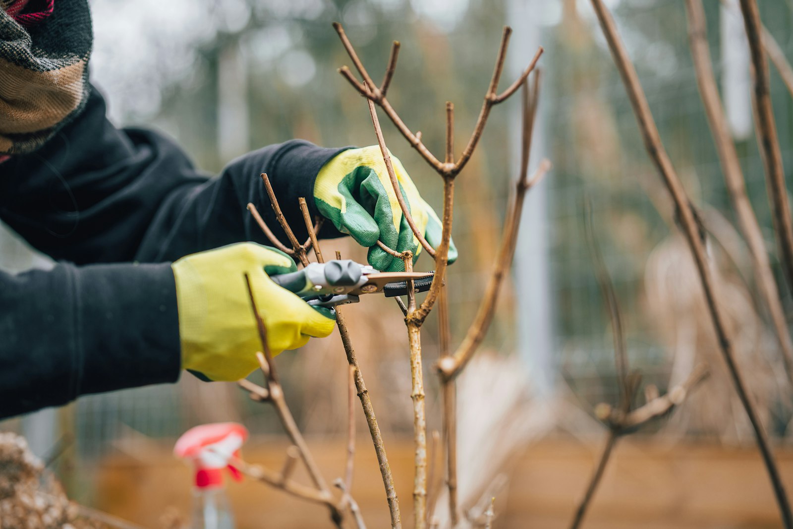 Gloved hands pruning a branch in spring